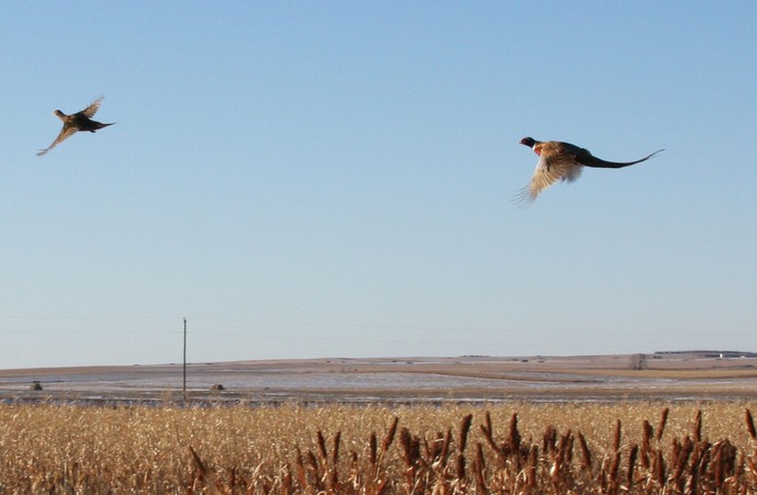 Blocking at the end of the cane field watching the birds dodge the 3plains cameraman.