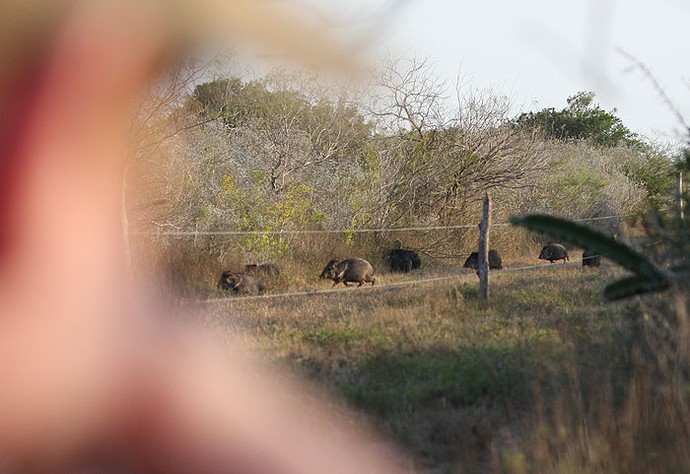 Ben shoots and fires at a javelina in Mexico. We decided to stray off the ducks and dove and go for a javelina.