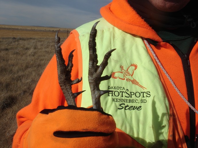 Steve of Dakota Hotspots holding a wild pheasant that Ryan of 3plains shot in Kennebec, SD on location. Huge spurs!