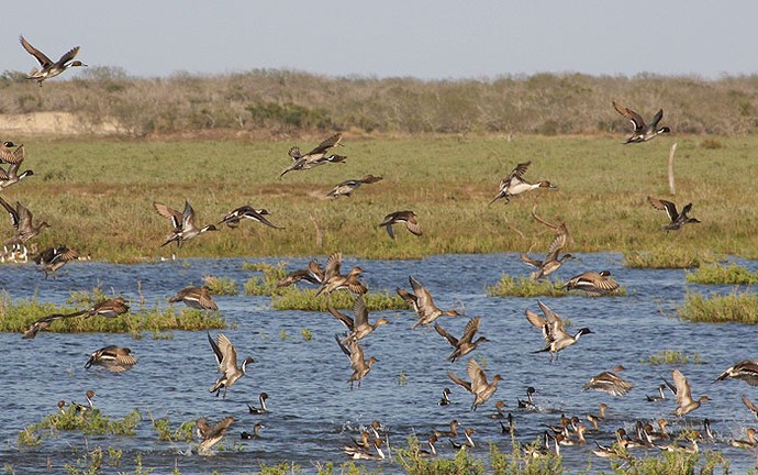 Pintail's flying off the water at a fresh water pond near the Pintail Lodge.